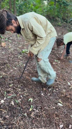 Did I tell you I love okra. We plant it by the hundred. 💚💚💚 Sometimes referred to as “lady’s finger,” okra comes in two colors—red and green. Both varieties taste the same, and the red one turns green when cooked. Biologically classified as a fruit, okra is generally utilized like a vegetable in cooking. It’s frequently used in Southern American cuisine and a popular addition to gumbo. But it can have a slimy texture, which some people find unappealing. Though not one of the most common foods