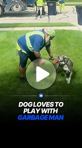 Dog waits daily to greet favorite garbage collector
