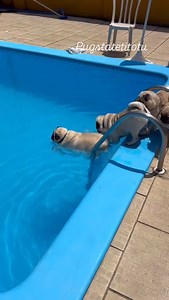 Look at these puggos swim! Follow @pugstatetitotu 🐾 | SpeakPug
