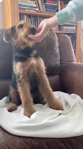 @rosendale_airedales The kids are teaching the pups to sit. 😍❤️ | Airedale Terrier Dog