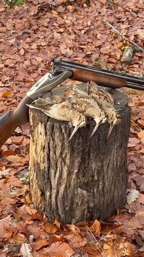 Benelli 828S Advanced Impact X bécasses : test à retrouver sur NaturaBuy.fr, le lien en description