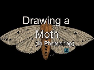 How to Draw a Moth in Photoshop