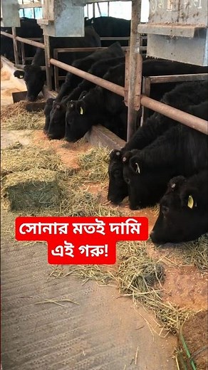 ওয়াগিউ গরু। পৃথিবীর সবচেয়ে দামি গরু।wagyu cattle farm in Japan #wagyubeef