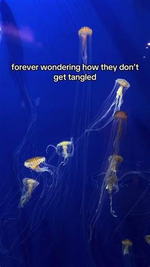 Daily Untangling of Jellyfish at Georgia Aquarium?