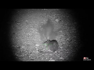 Rapid fire Ratting