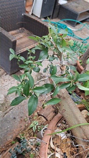 ​Ligustrum Bonsai: Shaping the future since April '23 #bonsai #ligustrum #shaping #nature #shorts
