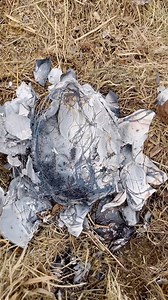 11K views · 638 reactions | Turns out, if you look hard enough, you...