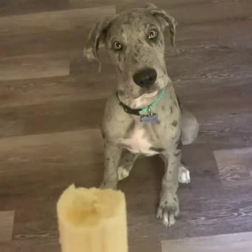 greatdanepuppies3 on TikTok