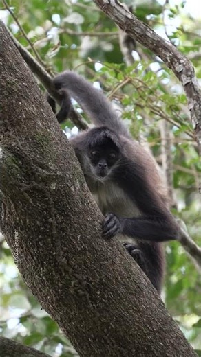 You better hold on tight, spider monkey!
