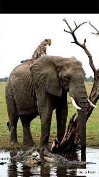 “Rescued at the Last Second! A Desperate Animal Waiting for a Miracle…”