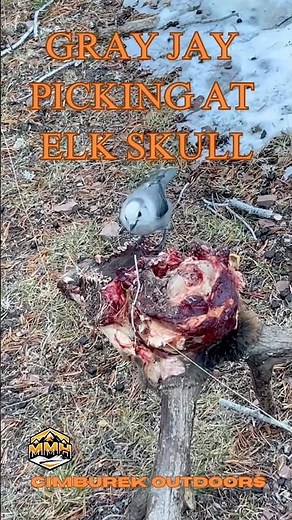 Gray Jay Picking at an Elk Skull #grayjay #elk #bullelk #elkhunting #bird