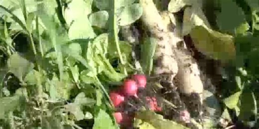 Partnership with Springfield farm benefits Ozarks Food Harvest