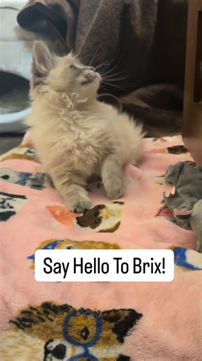 Bunsen, Beaker & Bernoulli on Instagram: "We know so many people wanted to know his name- and it’s Brix! (Said like Bricks) Brix is the scientific unit that measures sugar in liquids - or the quantity of sweetness. We’ve all been missing some sweetness since Ginger moved away. Brix is so very very cute and also so very very sweet."