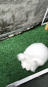 2.4K views · 17 reactions | Grooming Erös my English Angora bunny  #bunny #whitebunny #rabbit #whiterabbit #englishangora #love #fyp #foryou | Yshe rabbits | Facebook