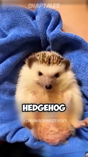 Man Rescued Hedgehog😍#facts #dailyfacts #short #usa #factsonly #DidYouKnow | Hidden Facts