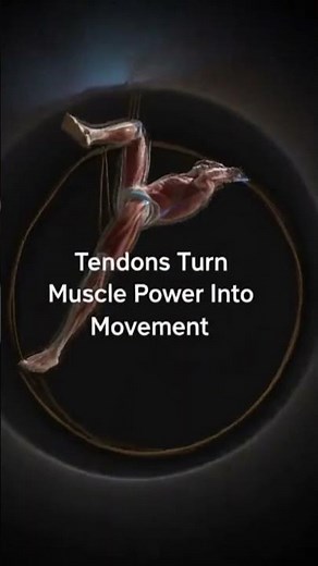 How Tendons and Ligaments Work | The Connectors That Make Movement Possible