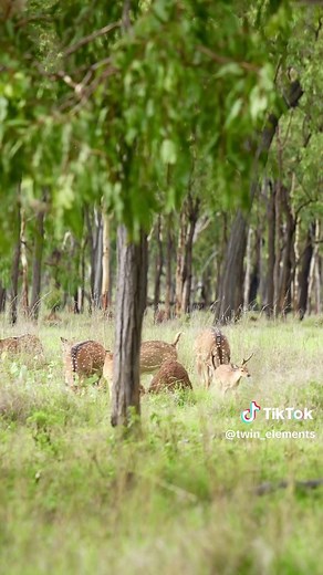 Understanding the Chital Deer: Mating Calls and Rutting Behavior