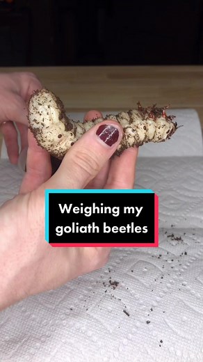 Lucca’s BioHub on TikTok