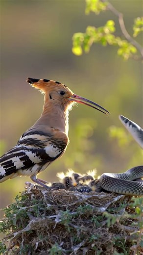 Hoopoe’s Ferocious Stand Against Snake Attack!