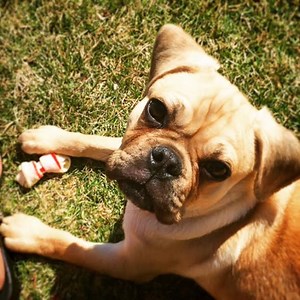 Eleven things you should know about puppies.