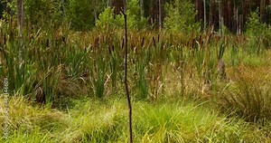 Reedmace plant (Typha) at marshland area in Sobibor Landscape Park, Poland, Europe. Stick in the centre.