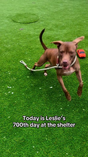 Today marks Leslie's 700th day at the shelter 💔 Leslie arrived in December 2022 as part of a transport from down south, where she was found as a stray, alone, scared, and just under a year old. At first, she had no idea what it was like to be loved by a family. Over the past two years, Leslie has slowly begun to trust the staff here. She’s shown us her playful, goofy, and quirky side, and we’ve witnessed a truly remarkable transformation. Despite this progress, she remains terrified of many thi
