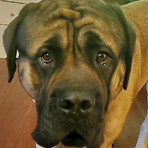 95K views · 10K reactions | Cow pies.. | Hogan's Adventures | Facebook