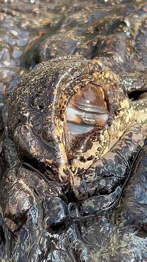 Big angry gator!! Seven being mad as I drain his pond and hissing at me! And checkout that nictitating membrane!! The nictitating membrane is a transparent membrane used to protect the eye! I also vut off this video before touching/interacting with him since tiktok flags everything I post as “dangerous acts”, so I removed myself from the post and remind everyone im a trained professional, never attempt. If you want to see the full video and me handking gators, check my IG/FB in bio More info on