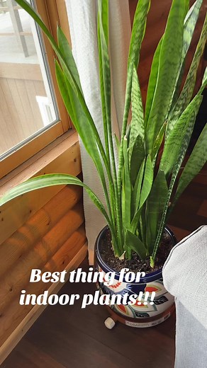 You need the Drain Away tray if you have indoor plants! 🪴 #plants #gardening #plantlover #diy #trending #tiktokshop #shopping