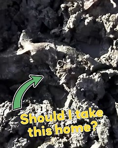 Should I take this one home? | Nicola White Tideline Art