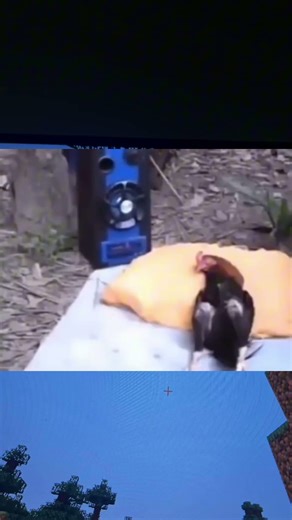 Chicken got scared 😭💀 #funny #subscribe #viral #chicken #minecraft #veryfunny #shorts #edit #memes