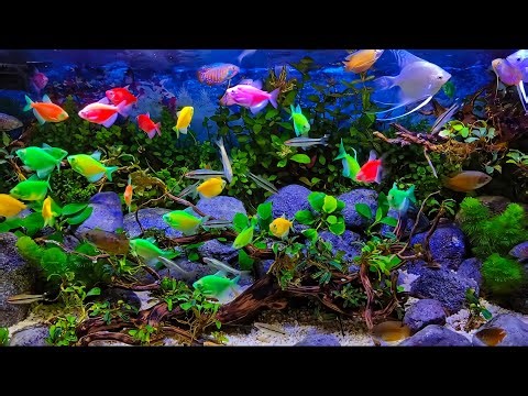Deep Sleep in Minutes! 4K Aquarium Fish & Natural Water Sounds for Insomnia Relief