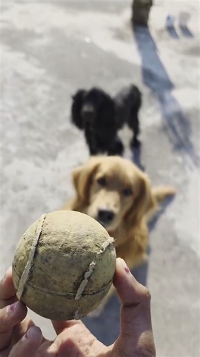 Ball chaser dog #dog #goldenretreiver #cockerspaniel #dogshorts #cute #doglife