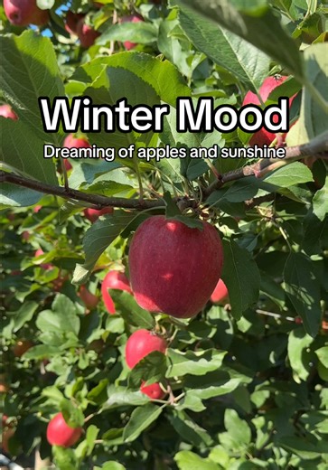 It’s freezing outside and you’re mentally back in late summer at the orchard 🍎☀️ Remembering those golden early fall days… warm sun, crisp air, fresh-picked New York apples in hand. #winter #ApplesFromNY #EatLocal #spring #EatLocal