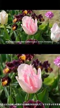 The Yokohama-exclusive tulips are absolutely beautiful! #YokohamaFlowerExpo #YokohamaGreenExpo #G...