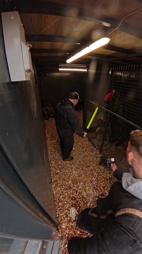 Effective Protection Dog Training Techniques