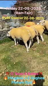 Arwerthwyr LWH Auctioneers - Bryncir on Reels