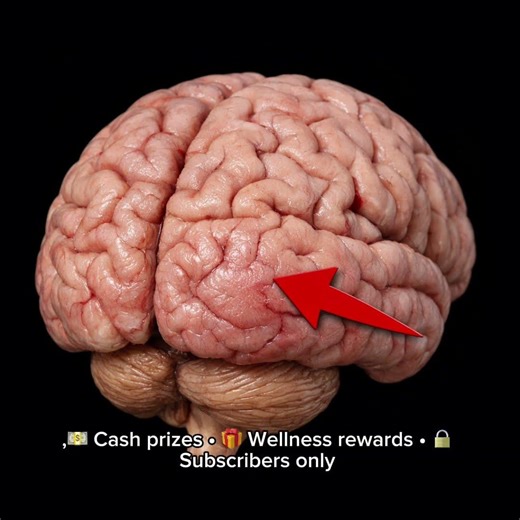 The Brain’s Visual Command Center 👁️ — The Occipital Lobe Explained