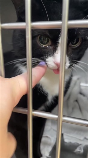 Cat 🐱 #pet #funnyvideo #cat #animals #funny