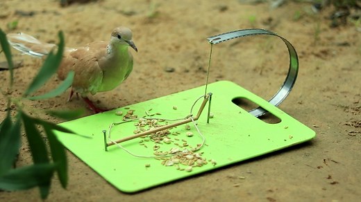 Unique Bird Trap Using Hand Saw and Plastic Cutting Board