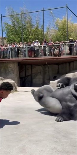 Breakdancer Challenges Gorilla to a Battle....You Won't Believe the End!