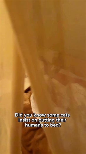 Ivy the Rescue Cat | Cute & Funny Cat Content on Instagram: "Follow @thesecretsofcats learn more about cats😻❤️ #cats #cats101 #catroutine #cat #cateducation #catboss #catscatscats #weirdcats #catsofinstagram #catfacts #catbehavior #sleepycat"