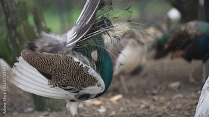 Male peacock spread and shake fully unfolded feathers of his tail, back view, slow motion
