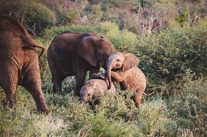 Madikwe Game Reserve