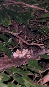 Cake or peanut ? Friday night is cake night but do the mice choose the cake or the peanuts | The Mouse family that live by the brambles