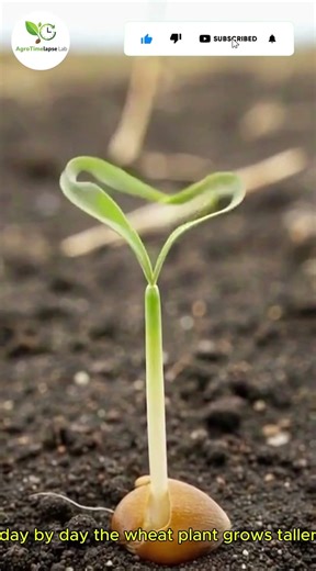 Wheat Growing Process Timelapse | Seed to Harvest 🌾 #timelapse #shortsfeed #shortvideo