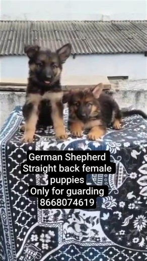 German Shepherd Female Puppies #germanshepherd #gsd #gsdpuppy #puppy #puppies #female #alsatian