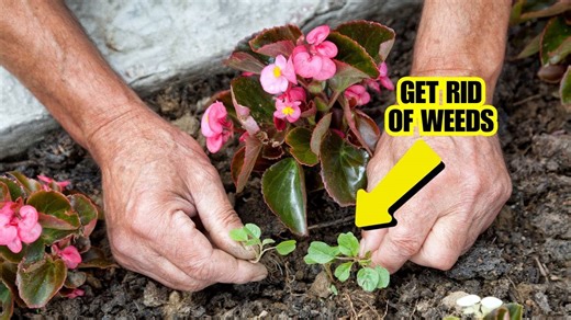 How to Get Rid of Grass and Weeds in the Garden – Simple and Effective Tips