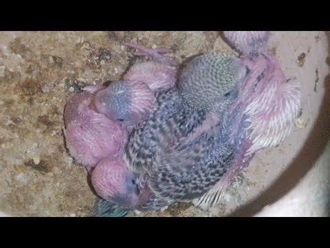 🔴 LIVE Baby Budgies Nesting 🐦 | Real Time Vertical Bird Cam 24/7 Animals And Birds is live!