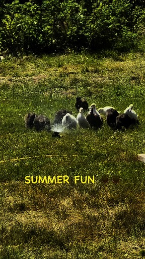 Everyone loves to cool off on a hot summer day ☀️☀️ | Robbins Family Farm